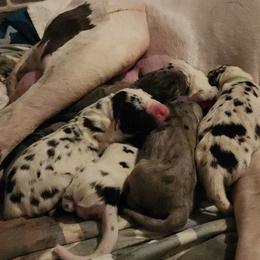 Harlequin Female 2 - Harlequin female Great Dane puppy in Gig Harbor, Washington from Lakaya Danes