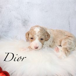 Dior - Yellow and white female Bernedoodle puppy in Ohio from Moore Doodles