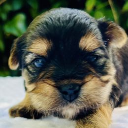 Royal sweet Jullie - Blue tan and white female Biewer Terrier puppy in Bunnell, Florida from Royal Biewer and Royal Aussies
