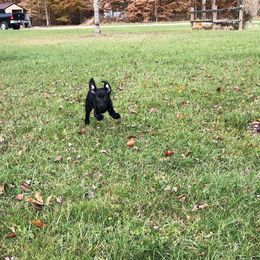 Labrador Retriever Puppies from Harvest Moon Farm