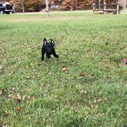 Labrador Retriever Puppies from Harvest Moon Farm