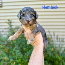 Hemlock - Merle male Bernedoodle puppy in Midland, Michigan from Northern Charm Farm