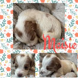 Maisie (Red4) - Parti female Goldendoodle puppy in Ankeny, Iowa from Iowadoodles2love