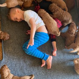 Goldendoodle Puppies from Penny Doodles VA