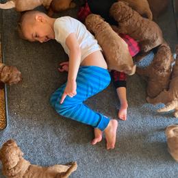 Goldendoodle Puppies from Penny Doodles VA