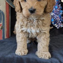 Colorado - Apricot male Australian Labradoodle puppy in Washington, North Carolina from Pamlico Labradoodles