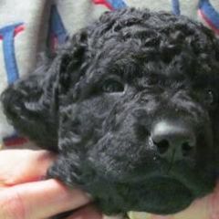 Curly-Coated Retriever Puppies from Jollycurl Curly-Coated Retrievers