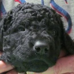 Curly-Coated Retriever Puppies from Jollycurl Curly-Coated Retrievers