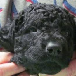 Curly-Coated Retriever Puppies from Jollycurl Curly-Coated Retrievers