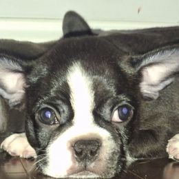 Boy 2 - Black and white male Boston Terrier puppy in Oakman, Alabama from MEL Puppies