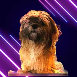 Snuggles - Lhasa Apso