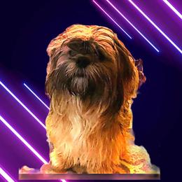 Snuggles - Lhasa Apso