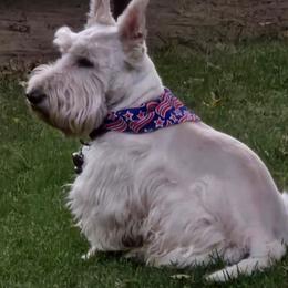 Sniper - Scottish Terrier
