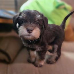 Guinny - Liver female Miniature Schnauzer puppy in Fredericksburg, Virginia from Liver Legends