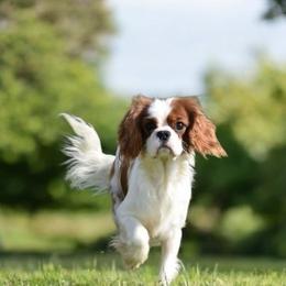 Willow - Cavalier King Charles Spaniel