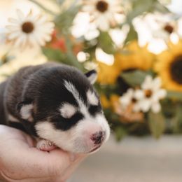 Siberian Husky Puppies from Husky Love and Pups
