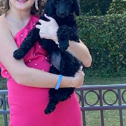 Poodle Puppies from Royal Dixie Poodles