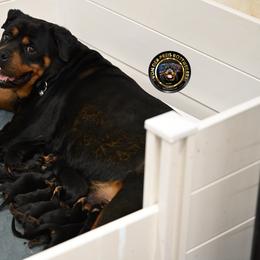 Girl 2 - Black and mahogany female Rottweiler puppy in Kittanning, Pennsylvania from Steel City's Von Der Preis Rottweilers