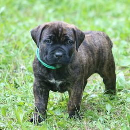 Aqua - Brindle female Boerboel puppy in Wasilla, Alaska from Northland Boerboels