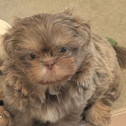 Lilac - Liver female Shih Tzu puppy in Canton, Ohio from Winning Colors Shih Tzu