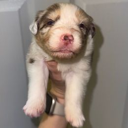 Tortellini - Red merle female Australian Shepherd puppy in Anniston, Alabama from All Hale Aussies