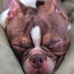 Boston Terriers from PuppiGuppies