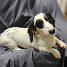 Cruella - Dachshund