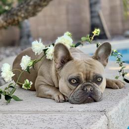 Harley - Fawn female French Bulldog puppy in Clermont, Florida from Nala’s Nest