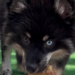 Roxie - Black female Pomsky puppy in Spring Hill, Florida from PDQ Pomskies