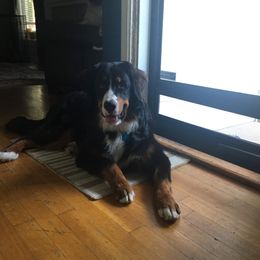 Bernedoodle, Bernese Mountain Dog, and Goldendoodle All Grown Up from Bernedoodles of the Ozarks