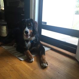 Bernedoodle, Bernese Mountain Dog, and Goldendoodle All Grown Up from Bernedoodles of the Ozarks