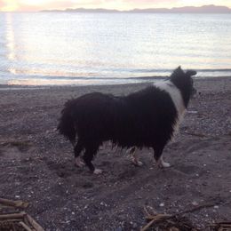 Border Collies from Creekside Pet Resort