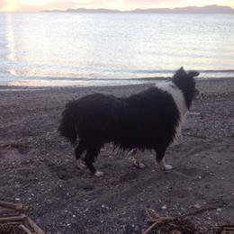 Border Collies from Creekside Pet Resort