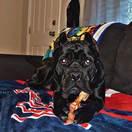 Cane Corso All Grown Up from Silver Summit Cane Corso