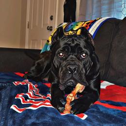 Cane Corso All Grown Up from Silver Summit Cane Corso