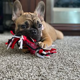French Bulldog Puppies from MadCity Frenchies