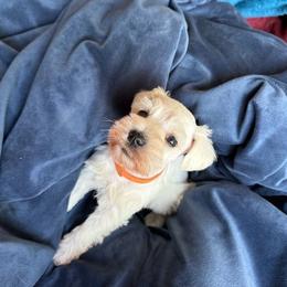 Brie - White female Miniature Schnauzer puppy in Ferndale, Washington from Blackhorse Schnauzers Washington state