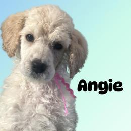 Angie - Cream female Poodle puppy in Baltimore, Maryland from Steinrock’s Standards