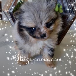 Pomeranian Puppies from Glitzypoms