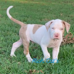 Cache - Catahoula Leopard Dog