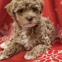 Labradoodle Puppies from Tug Hill Mini Labradoodles