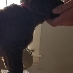 Chesapeake Bay Retrievers from Primrose Cottage Farm