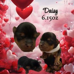 Daisy - Black and tan female Yorkshire Terrier puppy in Booneville, Mississippi from Pinky's Puppies