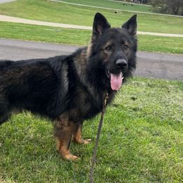 Joker - German Shepherd
