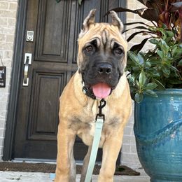 Cane Corso Puppies from Battalion Cane Corso
