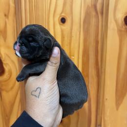 Girl 2 - Red and white female Bulldog puppy in Wolf Creek, Oregon from Dejah Bleu Bulldogs