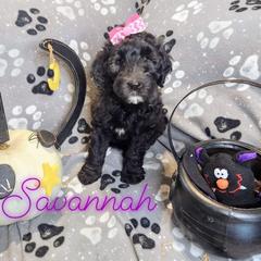 Double Doodle and Labradoodle Puppies from Superdoodles of San Antonio