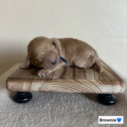 Brownie - Red  male Goldendoodle puppy in Crothersville, Indiana from Wischmeier’s Doodles
