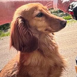 Dachshunds from Wieners are Wonderful
