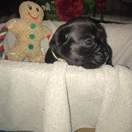 Boxer Puppies from Vom Waterfalls